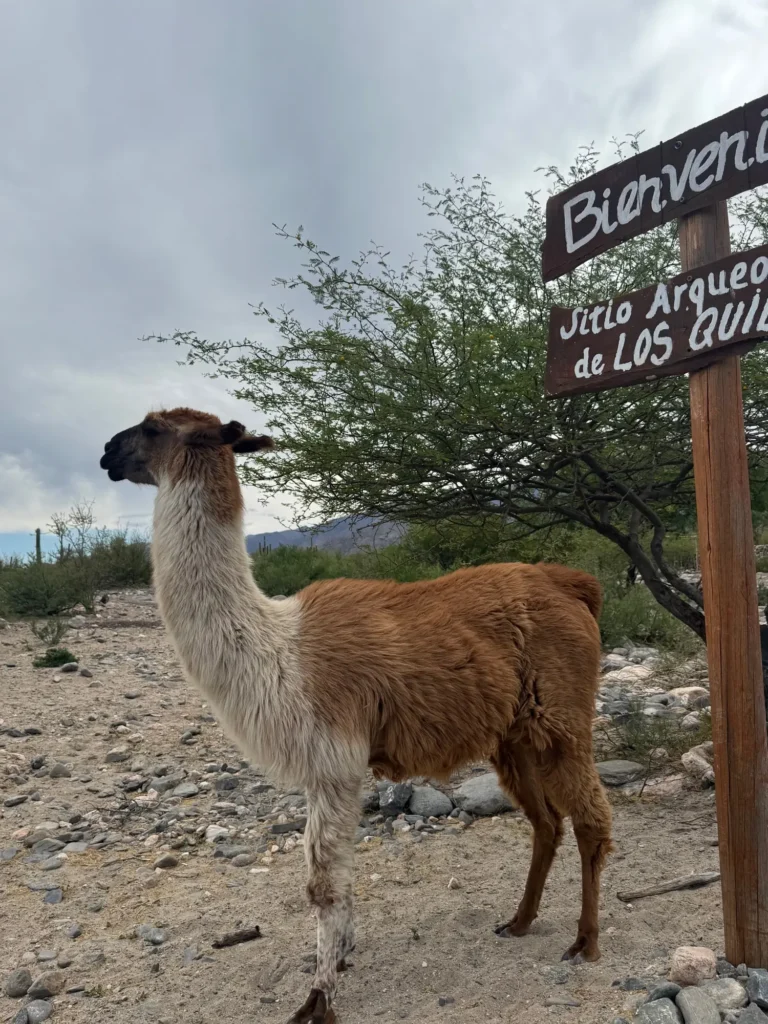 Argentina per nomadi digitali 19 Un lama al cartello del sito archeologico di Quilmes. Novembre 2024.