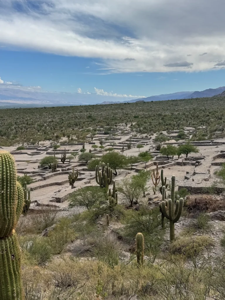 Argentina per nomadi digitali 17 Le rovine di Quilmes fra i cactus, nella valle Calchaquí. Novembre 2024.