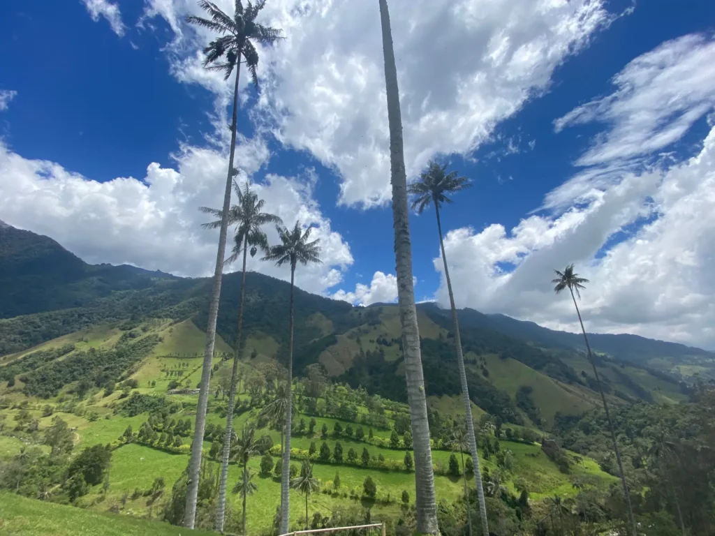 Colombia per nomadi digitali 6 Le palme di cera del Cocora, settembre 2021
