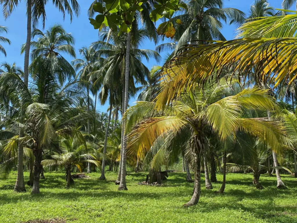 Colombia per nomadi digitali 13 Il palmeto di Dibulla, ottobre 2021