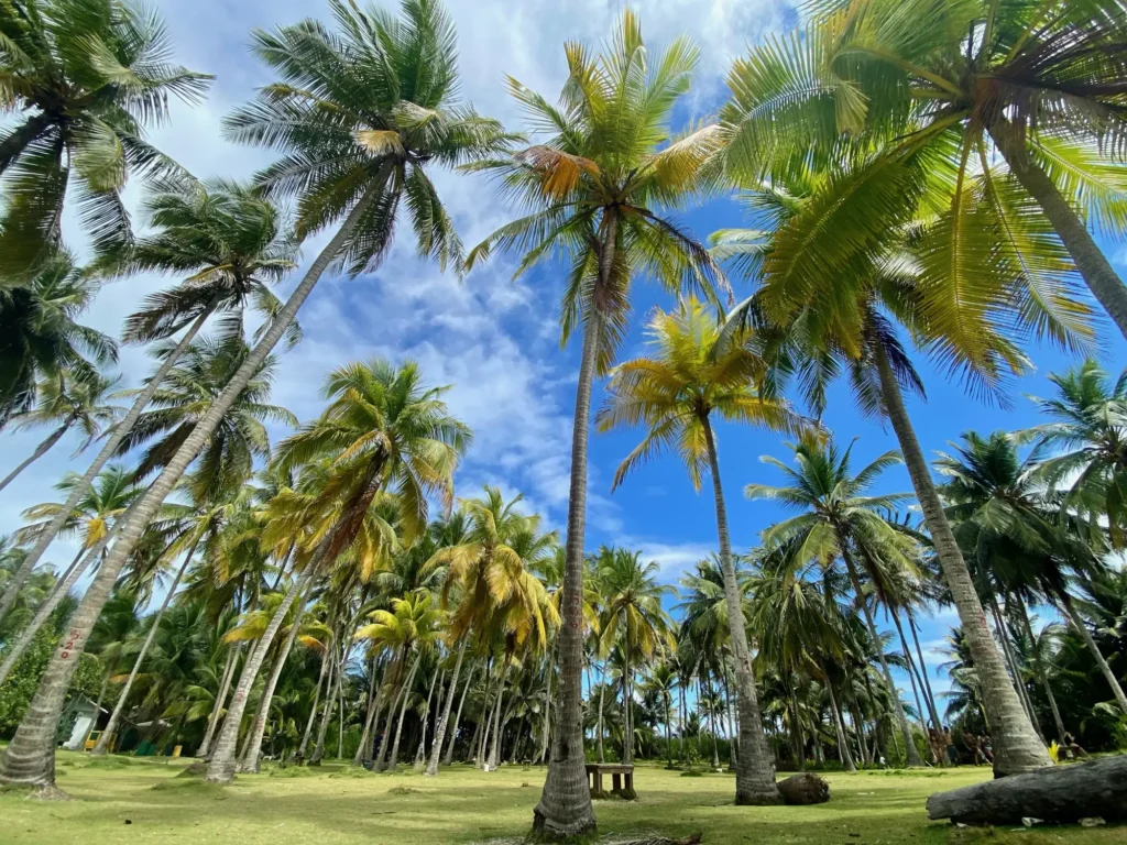 Colombia per nomadi digitali 11 Il palmeto di San Andrés, gennaio 2022