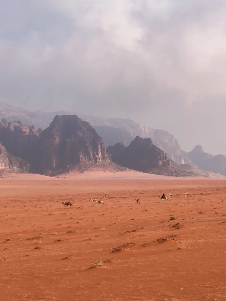 Giordania per nomadi digitali 16 Cammelli in lontananza nella piana del Wadi Rum. Marzo 2025.