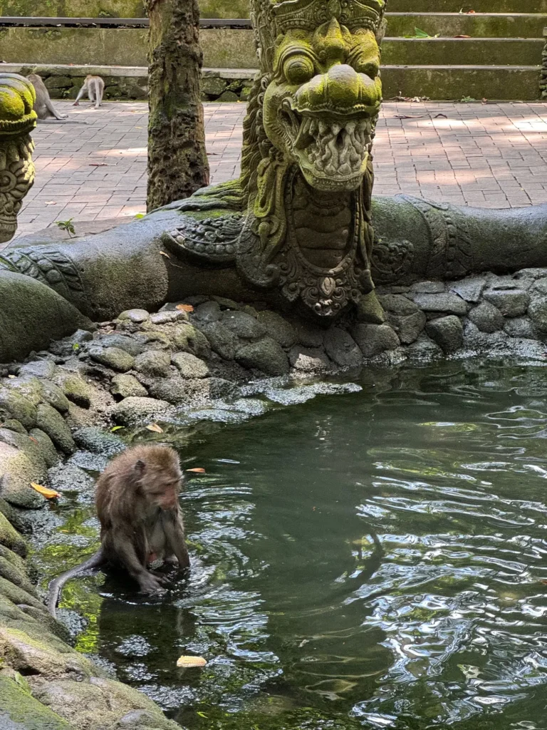 Indonesia per nomadi digitali 3 Un macaco nella Monkey Forest di Ubud. Febbraio 2024.