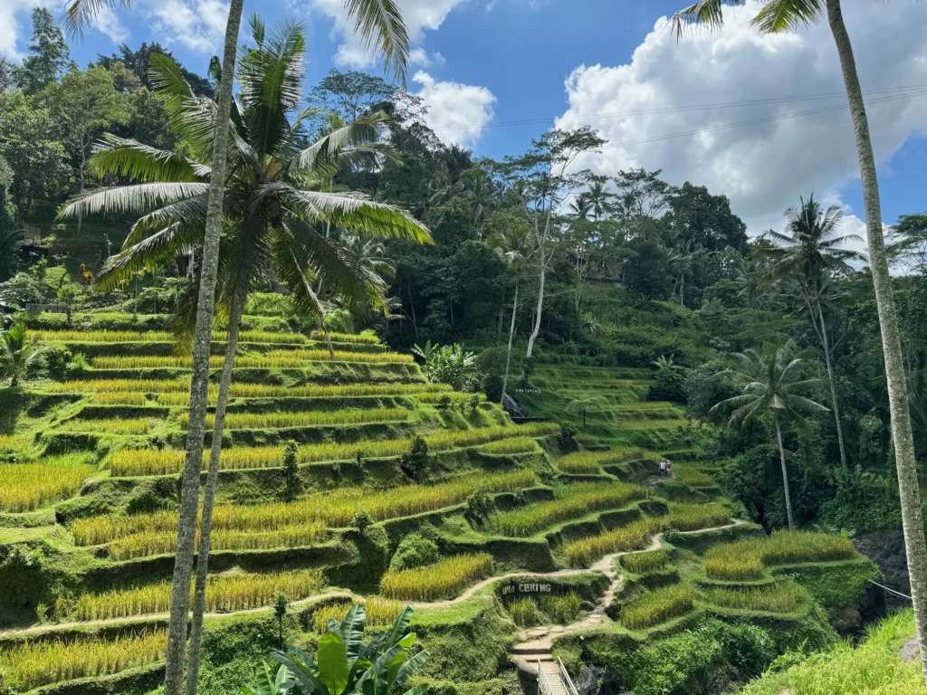 Indonesia per nomadi digitali 5 Le risaie a terrazza di Tegallalang, a nord di Ubud. Febbraio 2024.